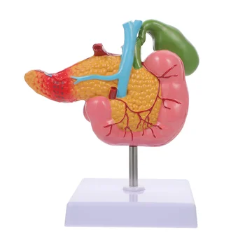 Модель поджелудочной железы человека, Патологическая модель Двенадцатиперстного желчного пузыря, Обучающий инструмент