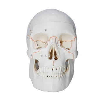 Анатомическая модель скелета головы человека в натуральную величину, Анатомическая модель Скелета головы человека H7EC