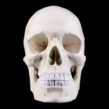 Модель человеческого черепа в натуральную величину, Анатомический скелет для медицинского обучения для Hea Dropship